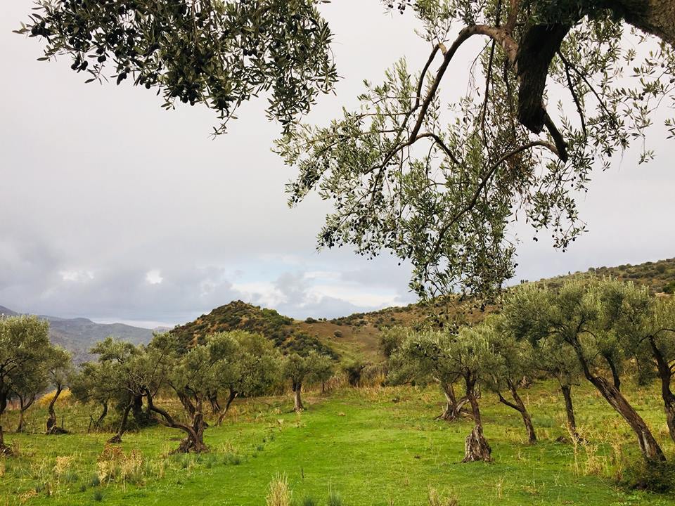 Il Melograno